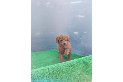 成約済の兵庫県のトイプードル-172878の11枚目